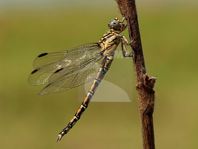 Vrouwtje Paragomphus cognatus, Female Rock Hooktail stock-image by Agami/Wil Leurs,