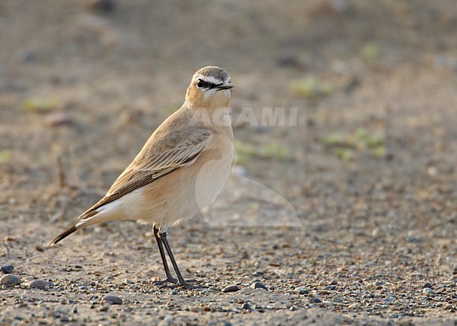 Isabelline Wheatear adult standing on the ground; Izabeltapuit volwassen staand op de grond stock-image by Agami/Markus Varesvuo,
