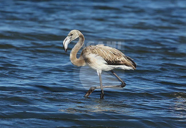 Juvenile Greater Flamingo (Phoenicopterus roseus) standing in shallow water at Hyères, France. stock-image by Agami/Aurélien Audevard,