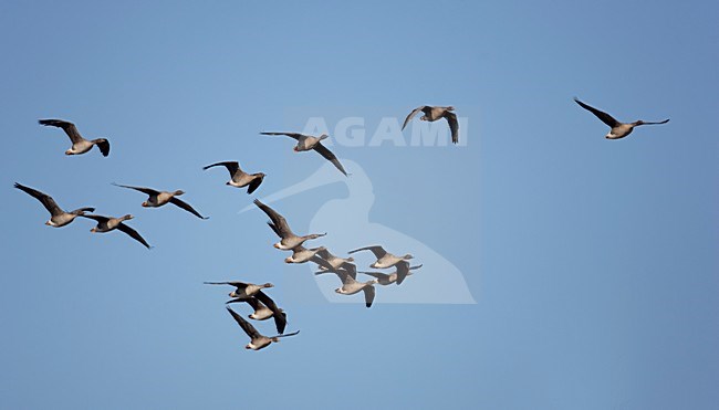 Taigarietganzen in de vlucht; Taiga Bean Geese in flight stock-image by Agami/Markus Varesvuo,