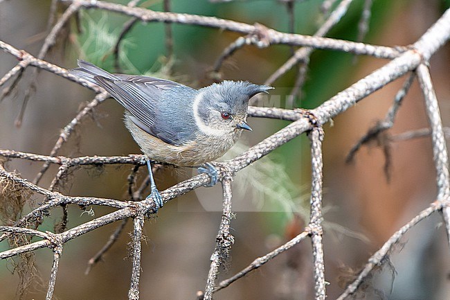 Grey-crested tit (Lophophanes dichrous) in Northeast India. stock-image by Agami/Dani Lopez-Velasco,