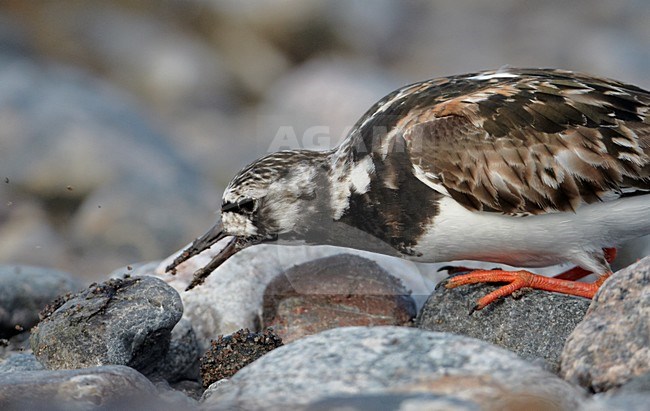 Volwassen Steenloper; Adult Ruddy Turnstone stock-image by Agami/Markus Varesvuo,