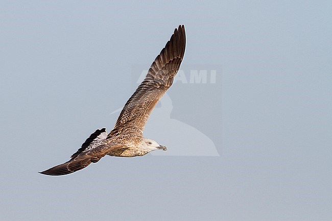 Yellow-legged Gull - MIttelmeermöwe - Larus michahellis ssp. michahellis, Germany, 1st W stock-image by Agami/Ralph Martin,