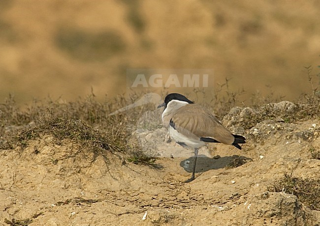 River Lapwing adult standing stock-image by Agami/Marc Guyt,