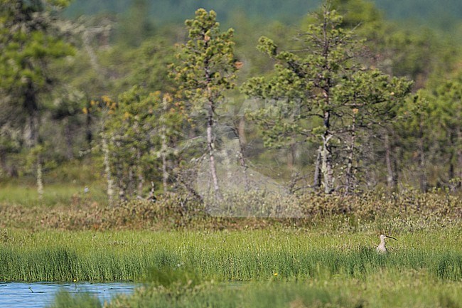 Eurasian Curlew - Großer Brachvogel - Numenius arquatus ssp. suschkini, Russia (Ural), adult, in breeding habitat stock-image by Agami/Ralph Martin,