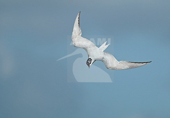 Gull-billed Tern (Gelochelidon nilotica), adult in flight in the Netherlands during autumn, seen from above, showing upper wings. stock-image by Agami/Fred Visscher,