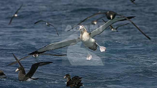 Tristanalbatros in vlucht; Tristan Albatros in flight stock-image by Agami/Marc Guyt,