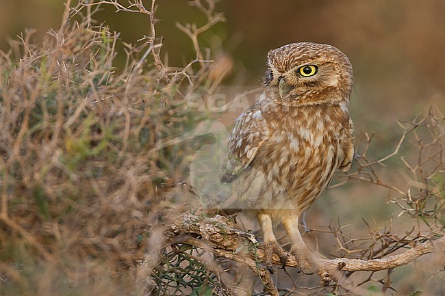 Little Owl - Steinkauz - Athene noctua saharae, Morocco, adult stock-image by Agami/Ralph Martin,