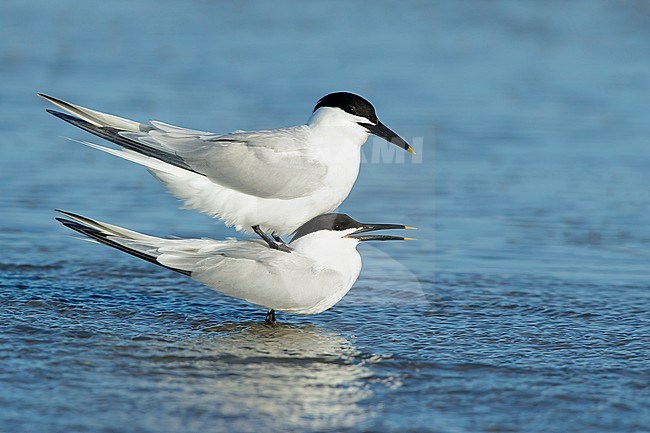 Mating pair of Cabot's Terns (Thalasseus acuflavidus) on the beach of Galveston County, Texas, USA during spring. Standing in shallow water. stock-image by Agami/Brian E Small,