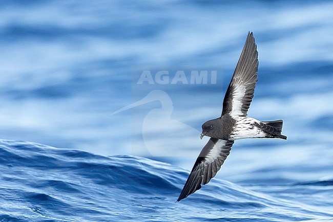 New Zealand Storm Petrel (Fregetta maoriana), a critically endangered seabird species endemic to New Zealand. Flying above the ocean surface. stock-image by Agami/Marc Guyt,