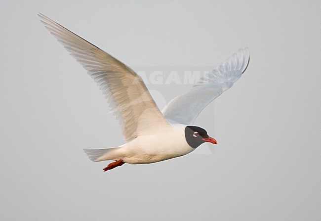 Mediterranean Gull adult flying; Zwartkopmeeuw volwassen vliegend stock-image by Agami/Marc Guyt,