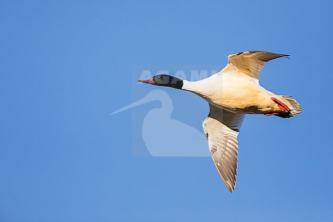 Adul male Goosander (Mergus merganser merganser) in Germany (Baden-Württemberg). stock-image by Agami/Ralph Martin,