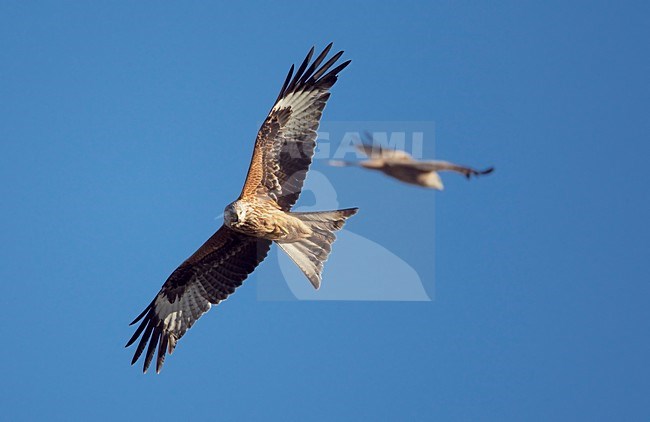 Rode Wouw in de vlucht; Red Kite in flight stock-image by Agami/Markus Varesvuo,