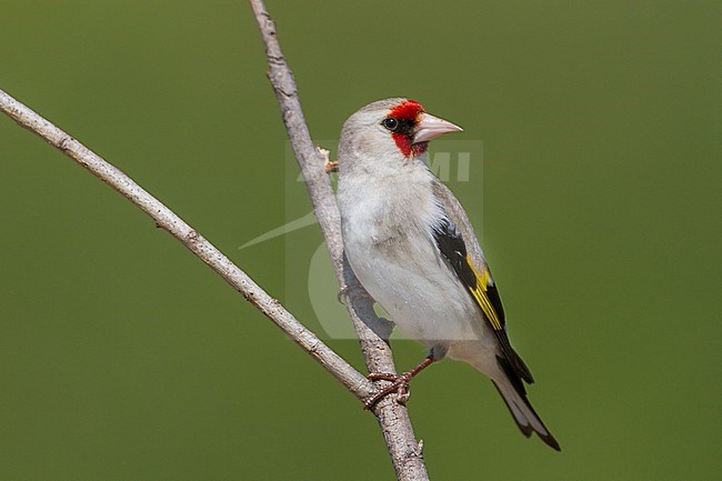 Grey-headed Goldfinch - Stieglitz - Carduelis carduelis ssp. caniceps, Kazakhstan, adult stock-image by Agami/Ralph Martin,