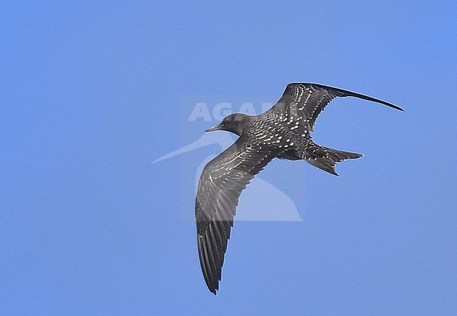 Immature Sooty Tern (Onychoprion fuscatus) in flight stock-image by Agami/Laurens Steijn,
