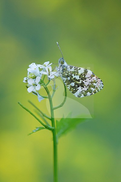 Oranjetipje, Orange Tip, stock-image by Agami/Walter Soestbergen,