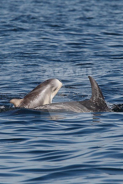 Risso's Dolphins (Grampus griseus)s swimming off the Shetland Islands. stock-image by Agami/Hugh Harrop,