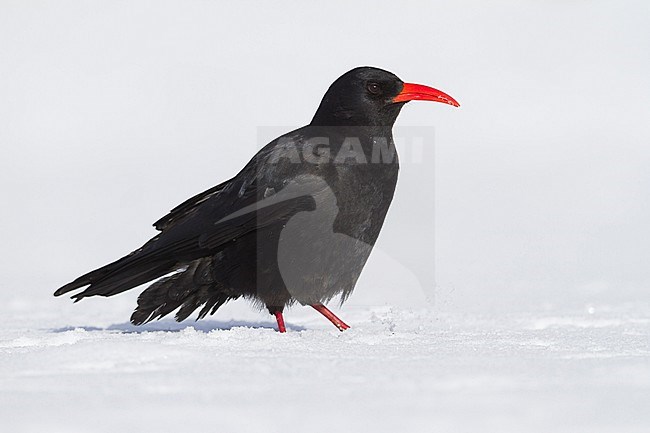 Red-billed Chough (Pyrrhocorax parrhocorax ssp. barbarus), Morocco, adult in the snow stock-image by Agami/Ralph Martin,