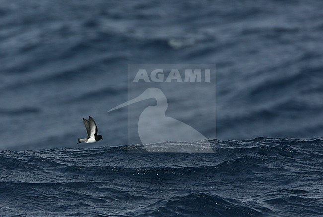 Grijsrugstormvogeltje vliegend boven golf, Grey-backed Storm Petrel flying above a wave stock-image by Agami/Marc Guyt,