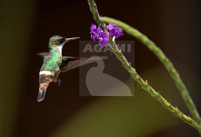 White-crested Coquette (Lophornis adorabilis) feeding on flowers in Costa Rica.w stock-image by Agami/Dani Lopez-Velasco,
