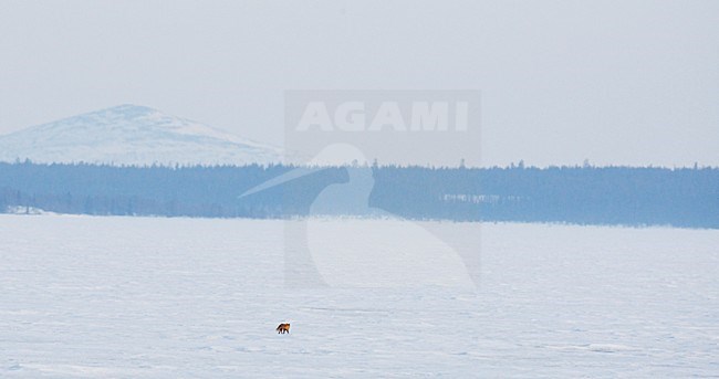 Vos in de sneeuw; Red fox in the snow stock-image by Agami/Markus Varesvuo,