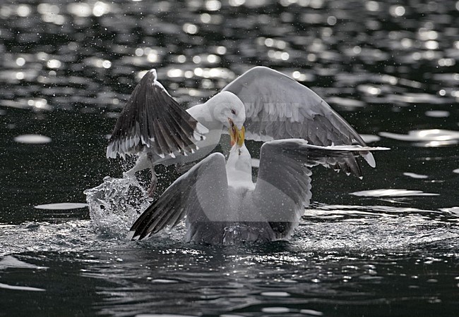 Grote Mantelmeeuw, Greater Black-backed Gull, Larus marinus stock-image by Agami/Jari Peltomäki,