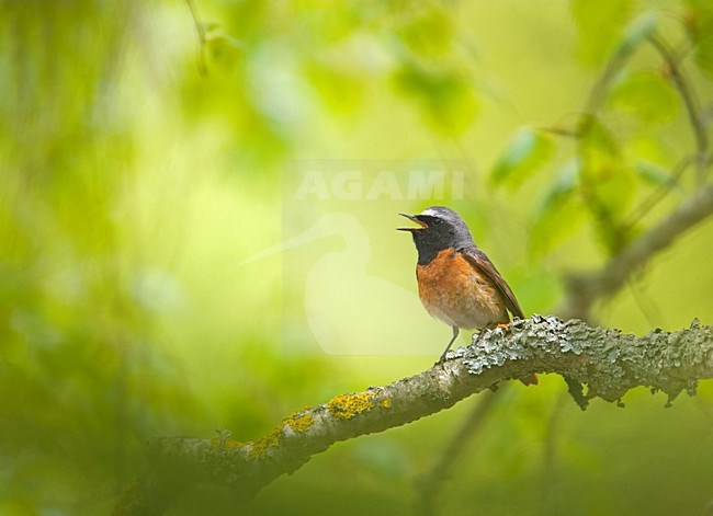 Common Redstart male singing; Gekraagde Roodstaart man zingend stock-image by Agami/Markus Varesvuo,