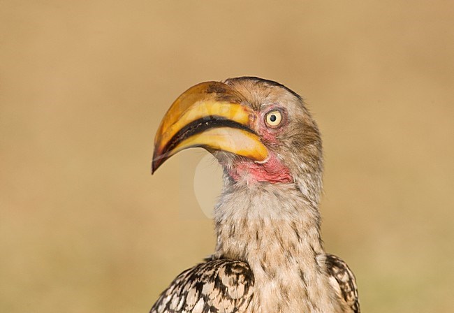 Zuidelijke Geelsnaveltok, Southern Yellow-Billed Hornbill, Tockus leucomelas, Geelsnaveltok stock-image by Agami/Marc Guyt,