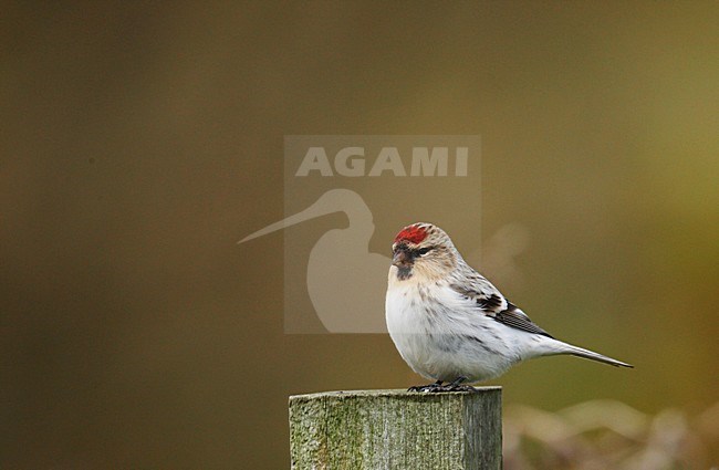 Greenland Witstuitbarmsijs, Greenland Arctic Redpoll, Carduelis hornemanni hornemanni stock-image by Agami/Hugh Harrop,