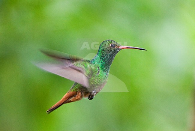 Roodstaartamazilia in de vlucht; Rufous-tailed Hummingbird in flight stock-image by Agami/Marc Guyt,