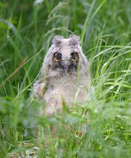 Ransuil; Long-eared Owl; Asio otus stock-image by Agami/Dick Forsman,