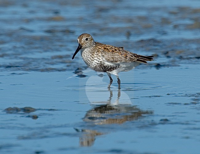 Dunlin summer plumage in water; Bonte Strandloper zomerkleed in water stock-image by Agami/Roy de Haas,