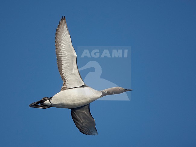 Parelduiker in de vlucht; Black-throated Loon in flight stock-image by Agami/Markus Varesvuo,