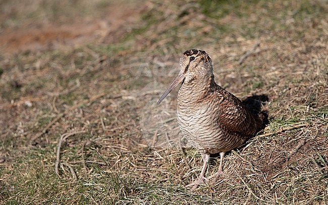 Eurasian Woodcock (Scolopax rusticola) standing erect in a ditch at Blåvand, Denmark stock-image by Agami/Helge Sorensen,