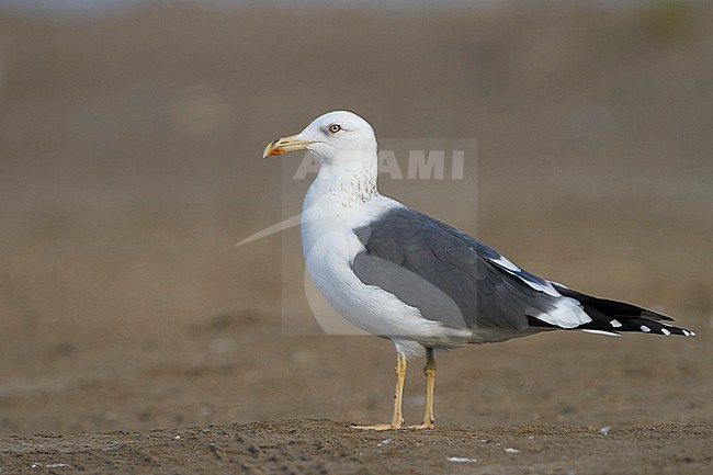 Heuglins Meeuw, Heuglin's Gull, Larus heuglini, Oman, adult stock-image by Agami/Ralph Martin,