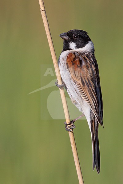 Volwassen mannetje Rietgors; Adult male Reedbunting stock-image by Agami/Daniele Occhiato,