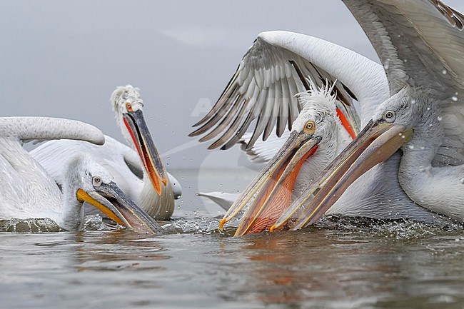 Dalmatian Pelican (Pelecanus crispus) feeding on fish on lake Kerkini in Greece. stock-image by Agami/Marcel Burkhardt,