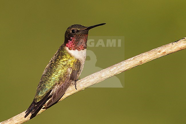 Adult male
Galveston Co., TX
April 2012 stock-image by Agami/Brian E Small,