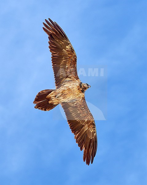 Bearded Vulture (Gypaetus barbatus), aka Lammergeier, immature in flight against a cloudy blue sky in Spain stock-image by Agami/Tomas Grim,