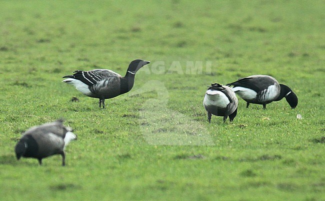 Hybrid first-winter Black Brant x Dark-bellied Brent Goose, seen from the side, wintering in the Netherlands. stock-image by Agami/Fred Visscher,
