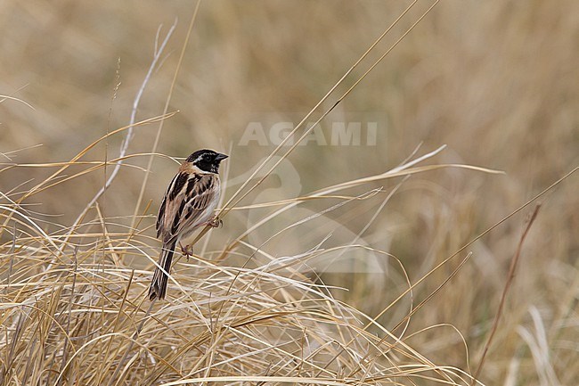 An adult male Japanese Reed Bunting or Ochre-rumped Bunting (Emberiza yessoensis ssp. continentalis) is perching on a stem. The far eastern mongolian population is hundreds of kilometre separated from the chinese or russian population. stock-image by Agami/Mathias Putze,