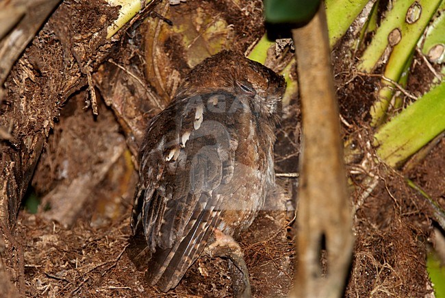 Pemba Dwergooruil, Malagasy Scops-Owl stock-image by Agami/Roy de Haas,