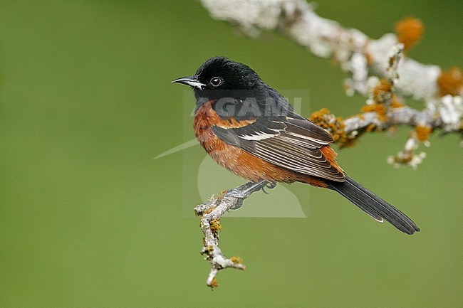 Adult male breeding
Galveston Co., TX
April 2008 stock-image by Agami/Brian E Small,