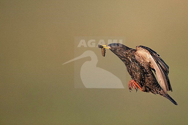 Spreeuw vliegend met prooi in bek; Common Starling flying with prey in beak stock-image by Agami/Marc Guyt,