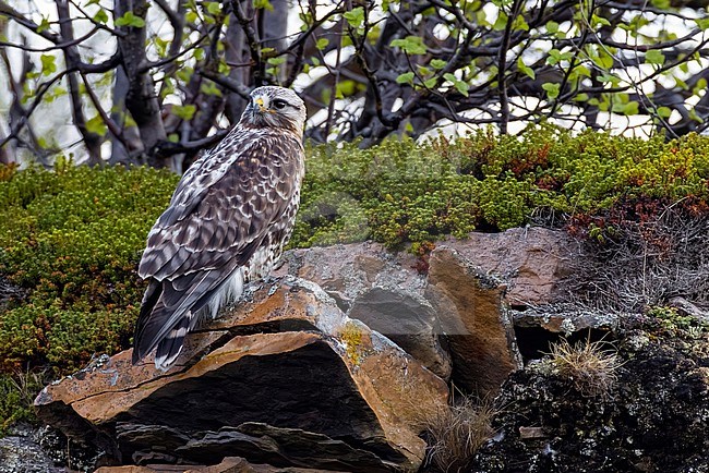 Rough-legged Buzzard (Buteo lagopus) in Norway. stock-image by Agami/Daniele Occhiato,