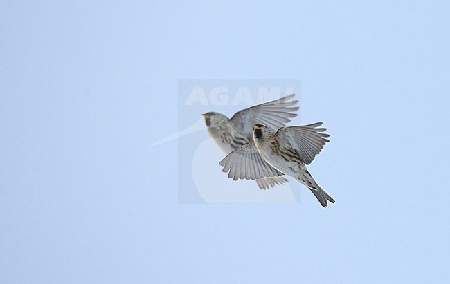 Common Redpoll (Acanthis flammea flammea) wintering at Helsingør in Denmark. stock-image by Agami/Helge Sorensen,