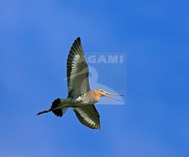 Black-tailed Godwit flying; Grutto vliegend stock-image by Agami/Markus Varesvuo,