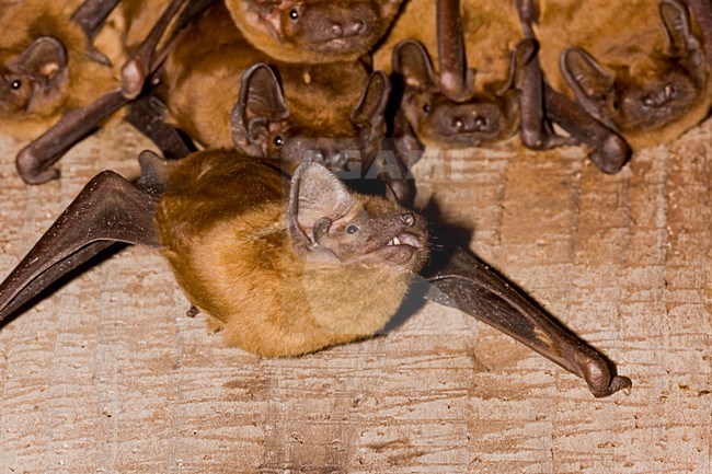 Groep slapende Rosse Vleermuizen; Groep of sleeping Common Noctules stock-image by Agami/Theo Douma,