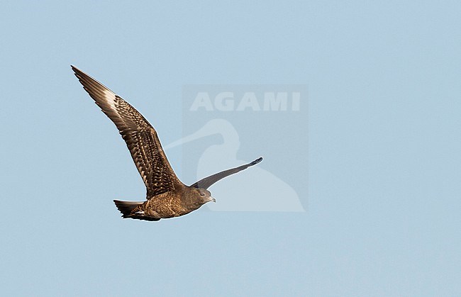 Arctic Jaeger - Schmarotzerraubmöwe - Stercorarius parasiticus, Germany, 1st cy stock-image by Agami/Ralph Martin,