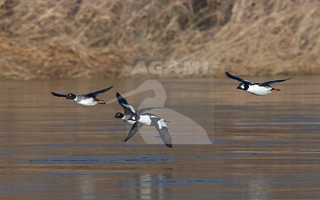 Brilduiker in vlucht; Common Goldeneye in flight stock-image by Agami/Ran Schols,